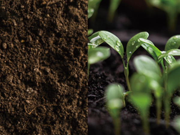 Petroleum hydrocarbon contaminated soil remediatio